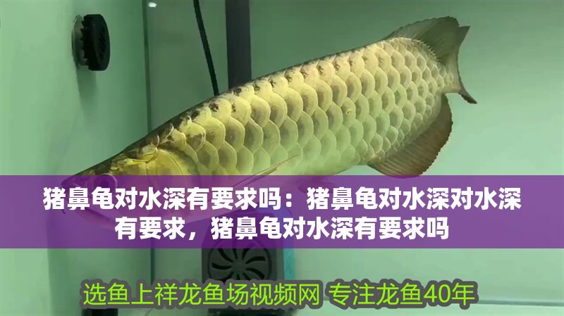 豬鼻龜對水深有要求嗎：豬鼻龜對水深對水深有要求，豬鼻龜對水深有要求嗎 豬鼻龜對水深有要求嗎：豬鼻龜對水深對水深有要求，豬鼻龜對水深有要求嗎 豬鼻龜百科 第1張