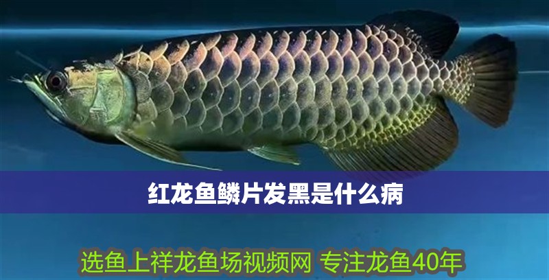 紅龍魚鱗片發黑是什么病