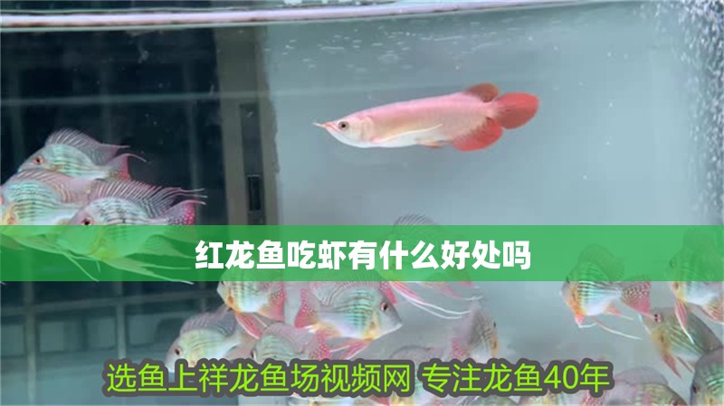 紅龍魚吃蝦有什么好處嗎