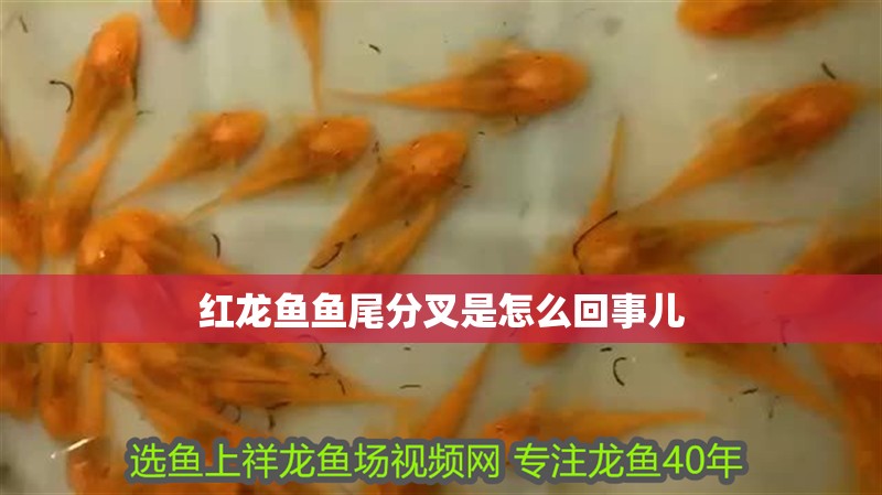 紅龍魚魚尾分叉是怎么回事兒