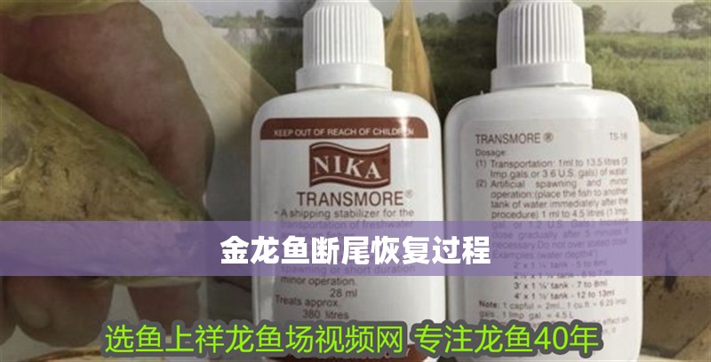 金龍魚斷尾恢復過程 龍魚百科 第2張 金龍魚斷尾恢復過程 金龍魚斷尾恢復過程 龍魚百科 第2張