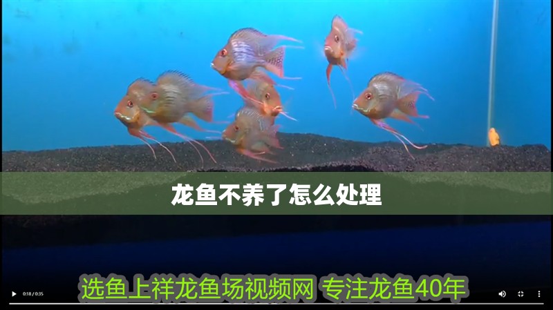 龍魚不養(yǎng)了怎么處理