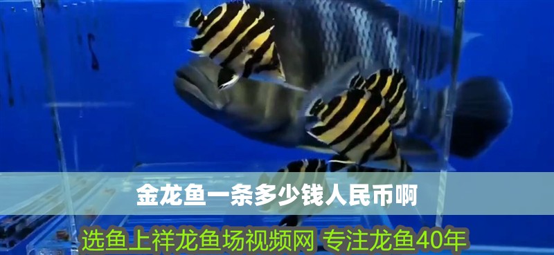 金龍魚一條多少錢人民幣啊