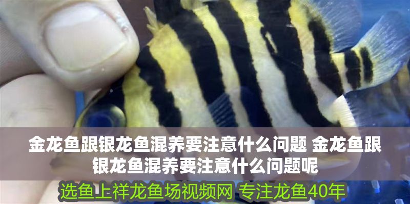 金龍魚跟銀龍魚混養(yǎng)要注意什么問題 金龍魚跟銀龍魚混養(yǎng)要注意什么問題呢
