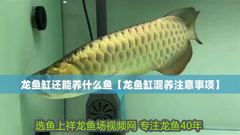 龍魚缸還能養(yǎng)什么魚【龍魚缸混養(yǎng)注意事項(xiàng)】