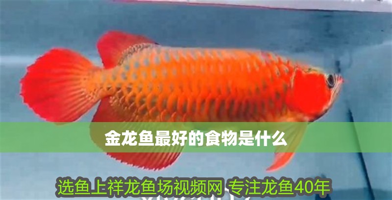 金龍魚最好的食物是什么