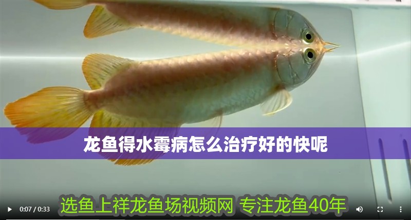 龍魚得水霉病怎么治療好的快呢