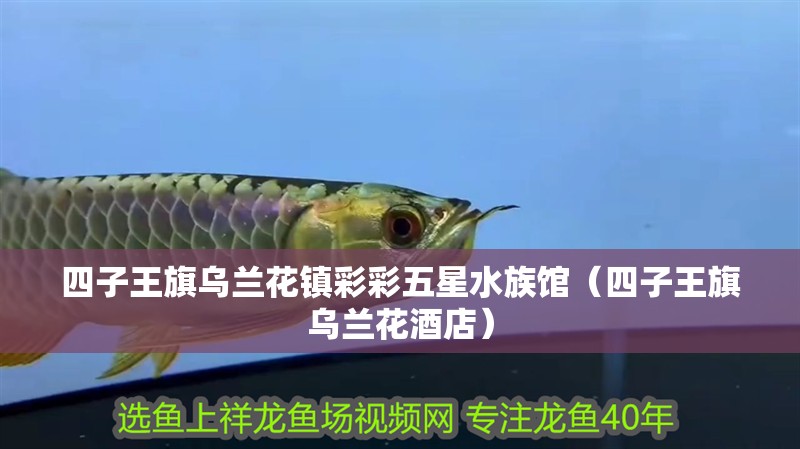 四子王旗烏蘭花鎮彩彩五星水族館（四子王旗烏蘭花酒店） 四子王旗烏蘭花鎮彩彩五星水族館（四子王旗烏蘭花酒店） 全國水族館企業名錄 第2張