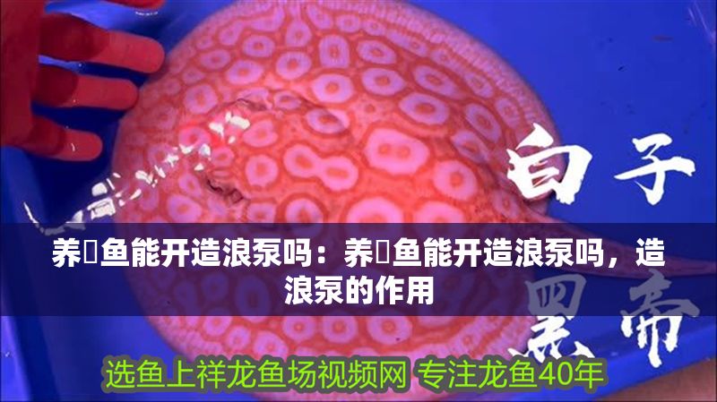 養魟魚能開造浪泵嗎：養魟魚能開造浪泵嗎，造浪泵的作用