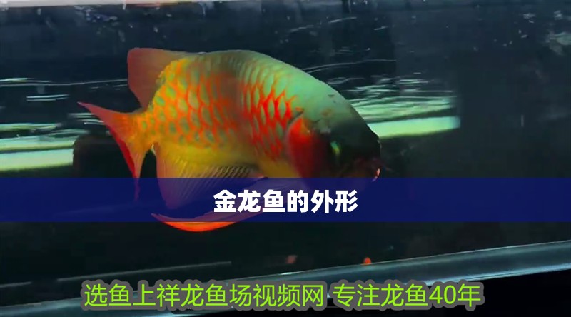 金龍魚的外形 金龍魚的外形 龍魚百科 第2張