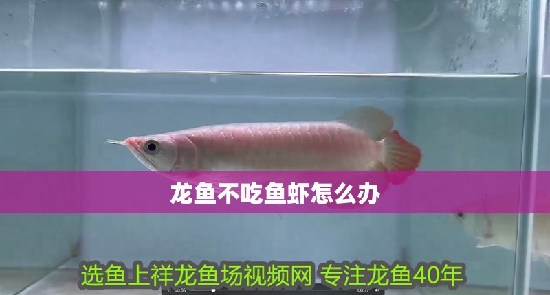 龍魚不吃魚蝦怎么辦