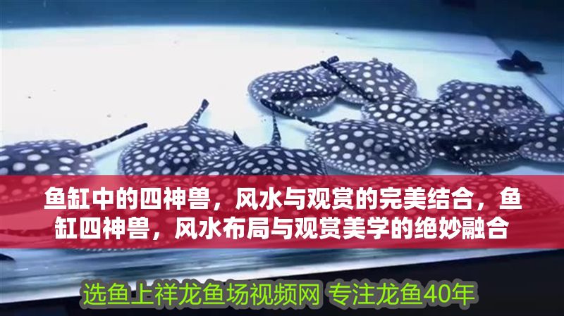 魚缸中的四神獸，風水與觀賞的完美結合，魚缸四神獸，風水布局與觀賞美學的絕妙融合 魚缸中的四神獸，風水與觀賞的完美結合，魚缸四神獸，風水布局與觀賞美學的絕妙融合 龍魚百科 第1張