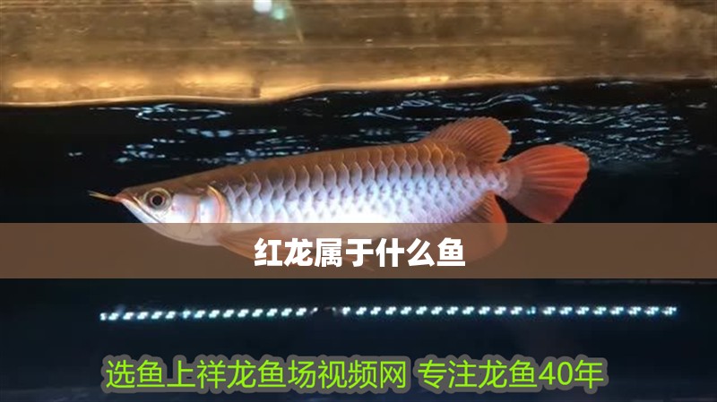 紅龍屬于什么魚