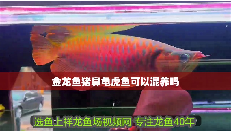 金龍魚豬鼻龜虎魚可以混養(yǎng)嗎