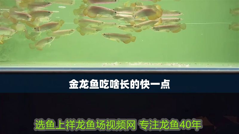 金龍魚吃啥長的快一點