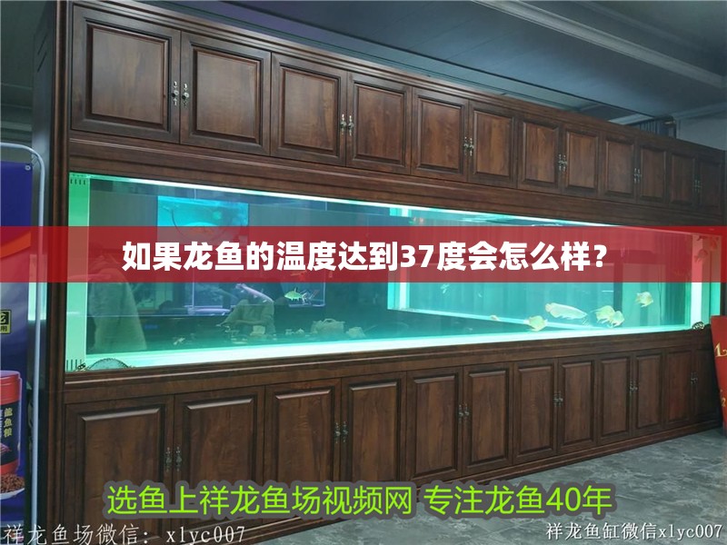 如果龍魚的溫度達到37度會怎么樣？