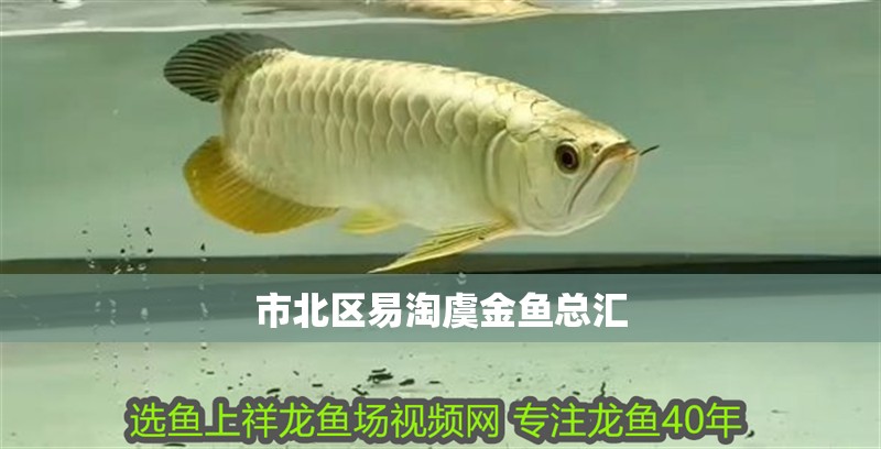 市北區(qū)易淘虞金魚(yú)總匯 市北區(qū)易淘虞金魚(yú)總匯 全國(guó)水族館企業(yè)名錄 第2張