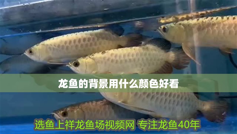 龍魚的背景用什么顏色好看