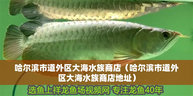 哈爾濱市道外區大海水族商店（哈爾濱市道外區大海水族商店地址）