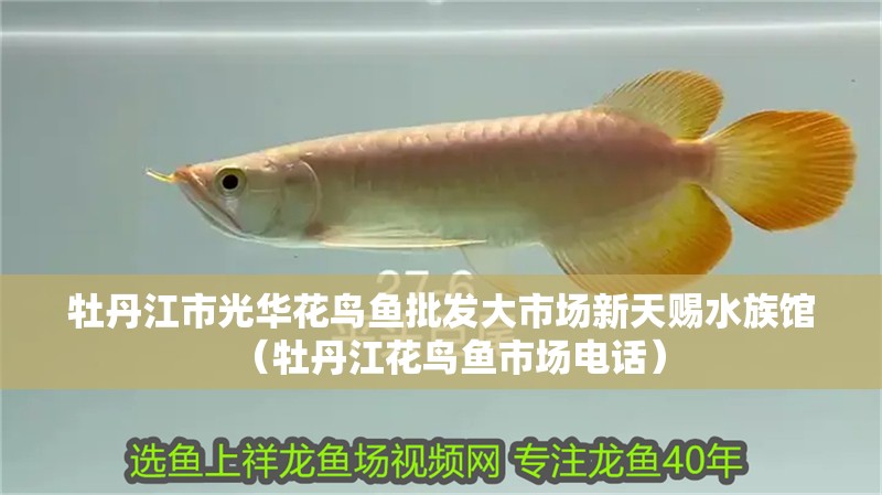 牡丹江市光華花鳥(niǎo)魚(yú)批發(fā)大市場(chǎng)新天賜水族館（牡丹江花鳥(niǎo)魚(yú)市場(chǎng)電話）