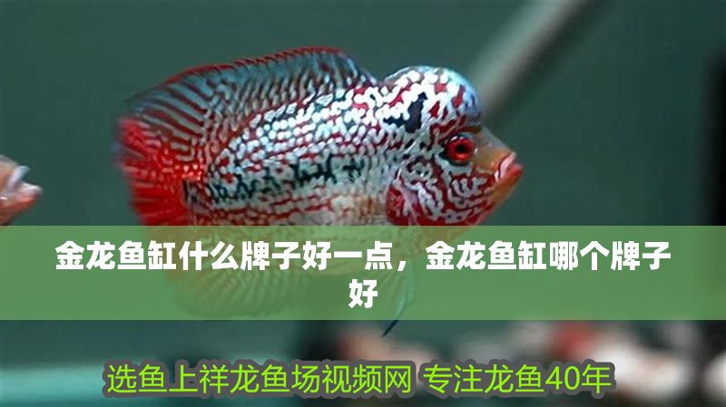 金龍魚缸什么牌子好一點，金龍魚缸哪個牌子好