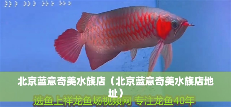 北京藍意奇美水族店（北京藍意奇美水族店地址）