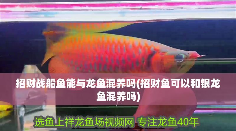 招財戰(zhàn)船魚能與龍魚混養(yǎng)嗎(招財魚可以和銀龍魚混養(yǎng)嗎) 銀龍魚百科 第1張 招財戰(zhàn)船魚能與龍魚混養(yǎng)嗎(招財魚可以和銀龍魚混養(yǎng)嗎) 招財戰(zhàn)船魚能與龍魚混養(yǎng)嗎(招財魚可以和銀龍魚混養(yǎng)嗎) 銀龍魚百科 第1張
