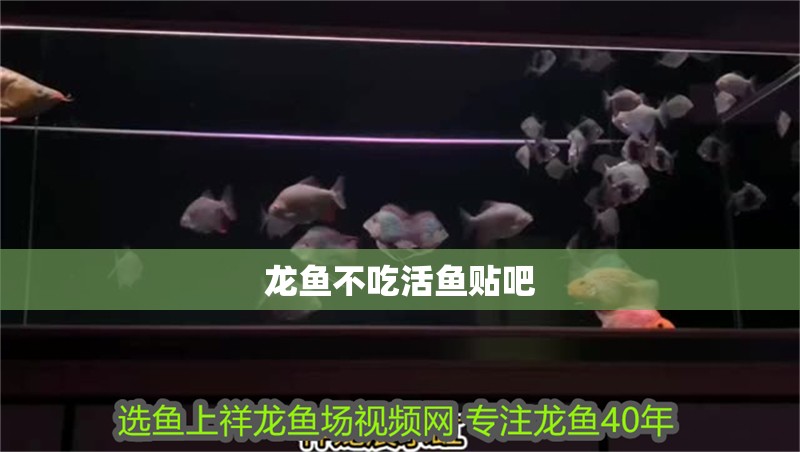 龍魚不吃活魚貼吧