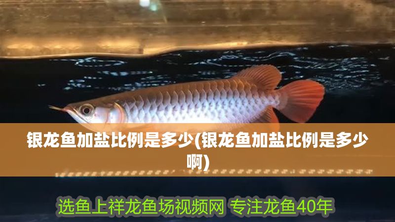 銀龍魚加鹽比例是多少(銀龍魚加鹽比例是多少啊)