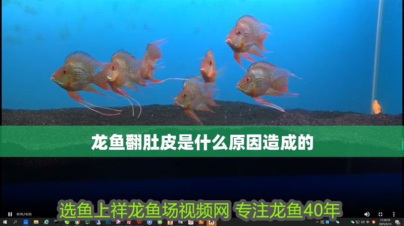 龍魚翻肚皮是什么原因造成的