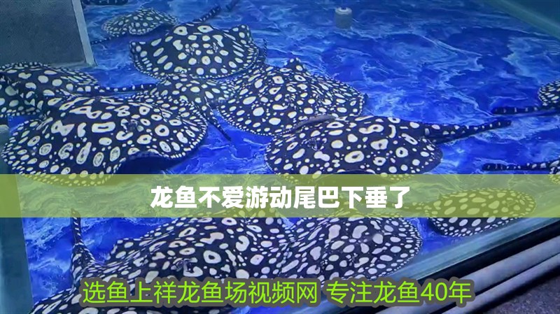 龍魚不愛游動尾巴下垂了
