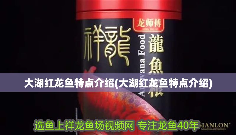 大湖紅龍魚特點(diǎn)介紹(大湖紅龍魚特點(diǎn)介紹)