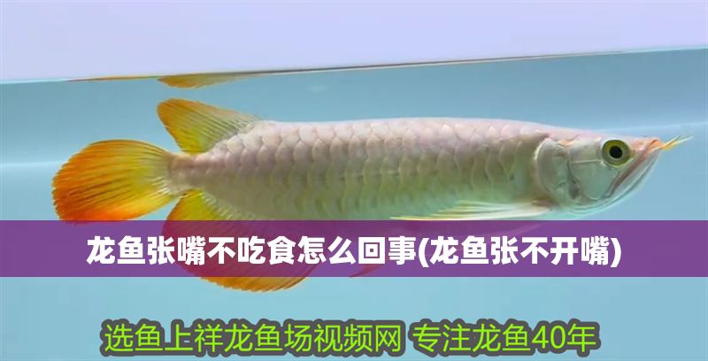 龍魚張嘴不吃食怎么回事(龍魚張不開嘴)
