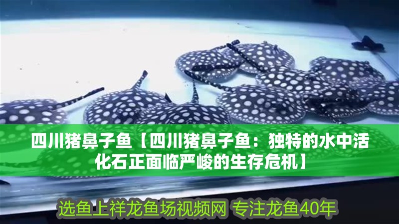 四川豬鼻子魚【四川豬鼻子魚：獨特的水中活化石正面臨嚴峻的生存危機】