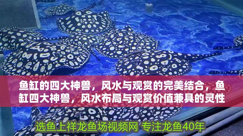 魚缸的四大神獸，風水與觀賞的完美結合，魚缸四大神獸，風水布局與觀賞價值兼具的靈性之選