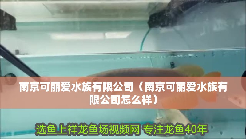 南京可麗愛(ài)水族有限公司（南京可麗愛(ài)水族有限公司怎么樣）