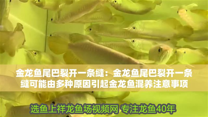 金龍魚尾巴裂開一條縫：金龍魚尾巴裂開一條縫可能由多種原因引起金龍魚混養注意事項 金龍魚尾巴裂開一條縫：金龍魚尾巴裂開一條縫可能由多種原因引起金龍魚混養注意事項 金龍魚百科 第1張