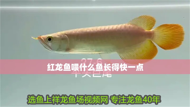 紅龍魚(yú)喂什么魚(yú)長(zhǎng)得快一點(diǎn) 紅龍魚(yú)喂什么魚(yú)長(zhǎng)得快一點(diǎn) 龍魚(yú)百科 第2張