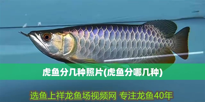虎魚分幾種照片(虎魚分哪幾種) 虎魚分幾種照片(虎魚分哪幾種) 虎魚百科