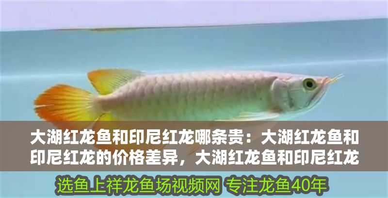 大湖紅龍魚和印尼紅龍哪條貴：大湖紅龍魚和印尼紅龍的價格差異，大湖紅龍魚和印尼紅龍哪條貴