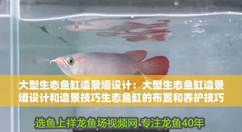 大型生態(tài)魚缸造景墻設計：大型生態(tài)魚缸造景墻設計和造景技巧生態(tài)魚缸的布置和養(yǎng)護技巧