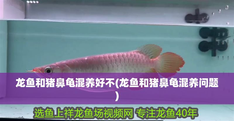 龍魚和豬鼻龜混養好不(龍魚和豬鼻龜混養問題)