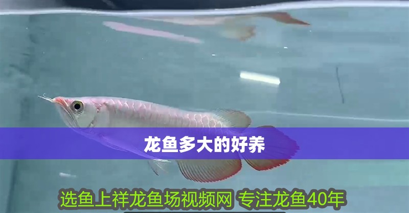 龍魚多大的好養(yǎng)
