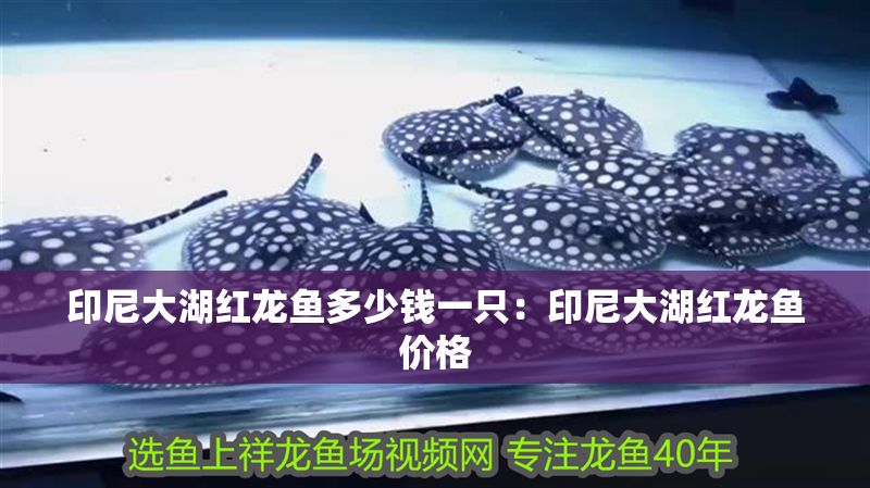 印尼大湖紅龍魚多少錢一只：印尼大湖紅龍魚價(jià)格