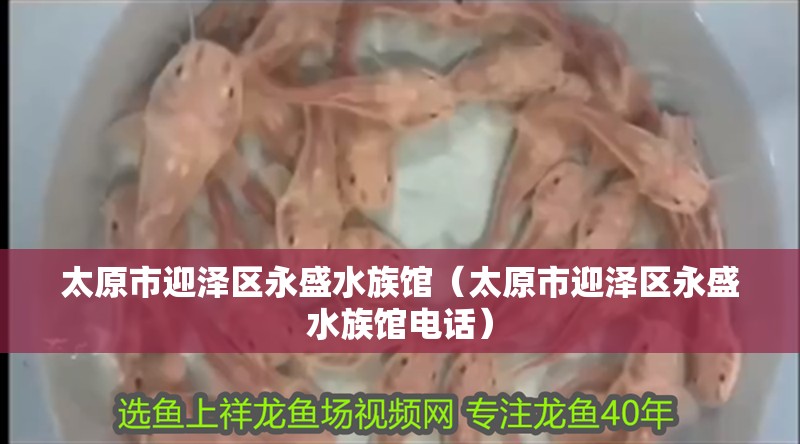 太原市迎澤區(qū)永盛水族館（太原市迎澤區(qū)永盛水族館電話）