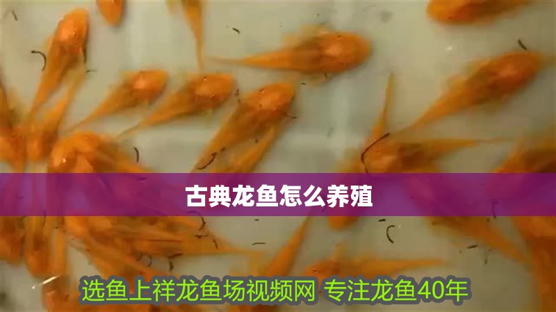 古典龍魚怎么養殖