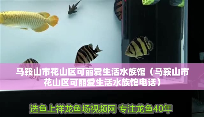 馬鞍山市花山區可麗愛生活水族館（馬鞍山市花山區可麗愛生活水族館電話）