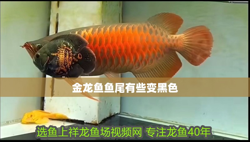 金龍魚魚尾有些變黑色