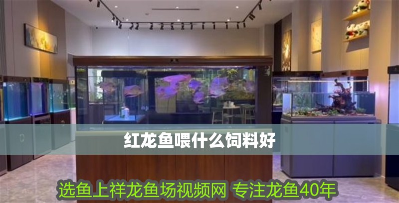 紅龍魚喂什么飼料好 紅龍魚喂什么飼料好 龍魚百科 第2張