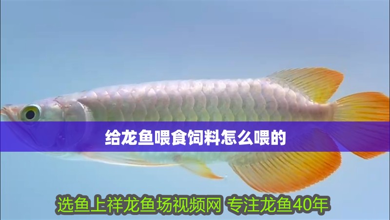 給龍魚喂食飼料怎么喂的